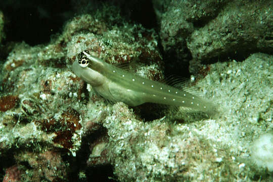 Image of Queensland Blenny