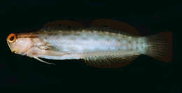 Image of Great Barrier Reef Blenny