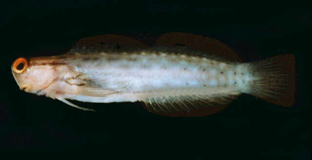 Image of Great Barrier Reef Blenny