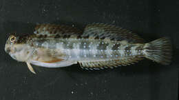 Istiblennius meleagris (Valenciennes 1836) resmi