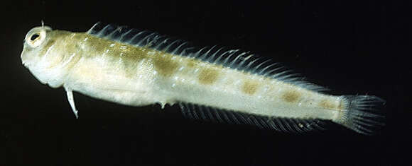 Image of Barred-chin blenny