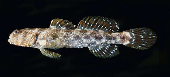 Image of Prawn-goby prawngoby shrimp-goby