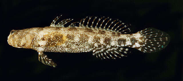 Image of Prawn-goby prawngoby shrimp-goby