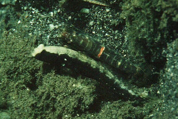 Image of Prawn-goby prawngoby shrimp-goby