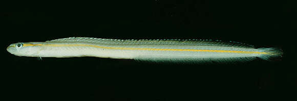 Image of Orange-line worm goby