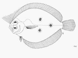 Sivun Pseudorhombus triocellatus (Bloch & Schneider 1801) kuva