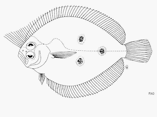 Sivun Pseudorhombus triocellatus (Bloch & Schneider 1801) kuva