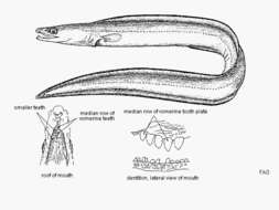 Image of Conehead eel