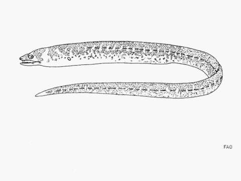 Image of Hardtail moray