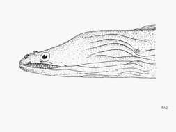 Image of Slenderjaw moray