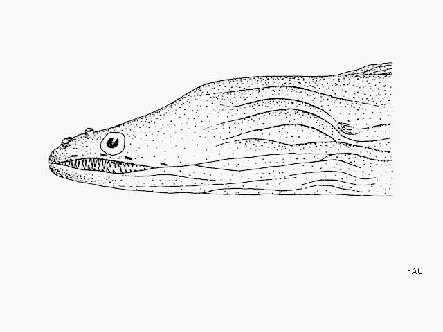 Image of Slenderjaw moray