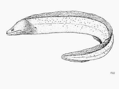 Image of Chestnut moray