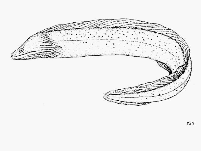 Image of Chestnut moray