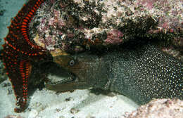 Image of Speckled moray