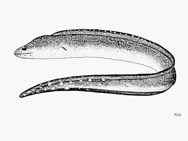 Слика од Gymnothorax equatorialis (Hildebrand 1946)