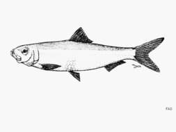 Image of Graceful herring