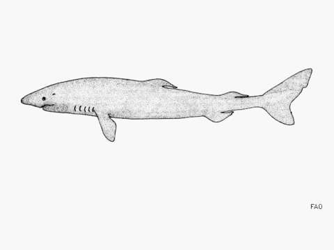 Image of sleeper shark