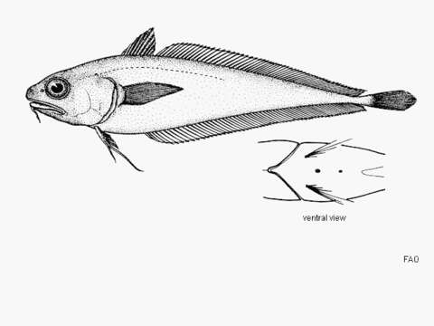 Слика од Physiculus talarae Hildebrand & Barton 1949