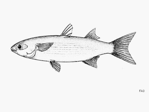 Image of Liseta mullet