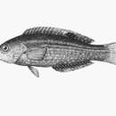 火紅海豬魚的圖片