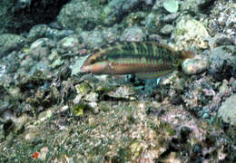 Image of Wounded wrasse