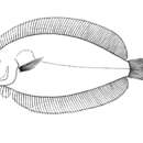 Image of Brown flounder