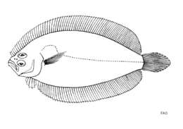 Image of Brown flounder