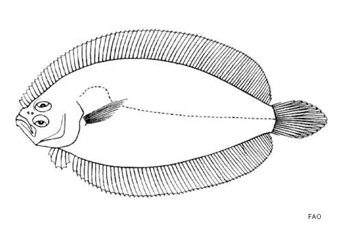 Image of Brown flounder