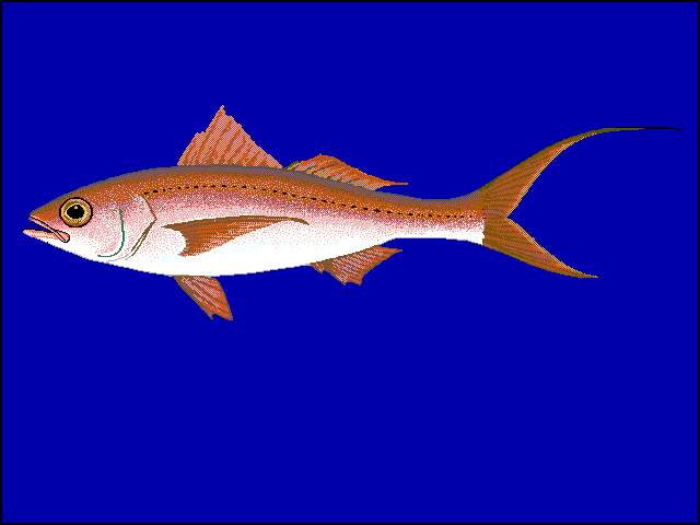 Image of Deepwater longtail red snapper