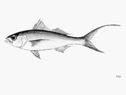 Image of Deepwater longtail red snapper