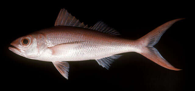 Image of Deepwater longtail red snapper