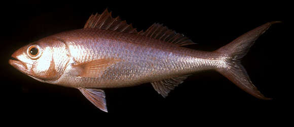 Image of Deepwater longtail red snapper