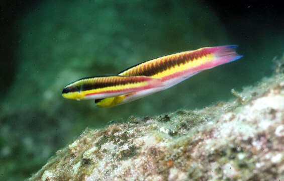 Слика од Thalassoma lucasanum (Gill 1862)