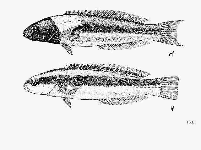 Слика од Thalassoma lucasanum (Gill 1862)