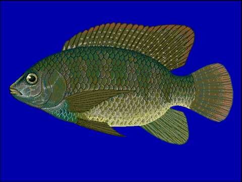 Image of Blue tilapia