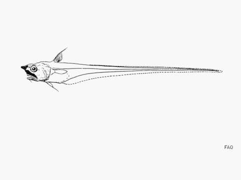 Слика од Asthenomacrurus