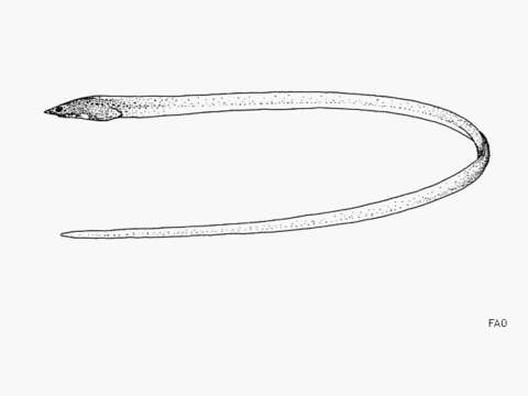 Image of Equatorial eel
