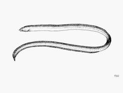 Image of Sooty sand eel
