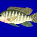 Image of Redbelly tilapia
