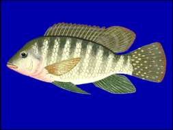 Image of Redbelly tilapia