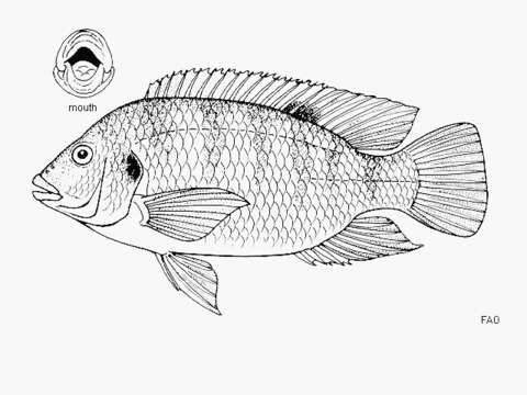 Image of Redbelly tilapia