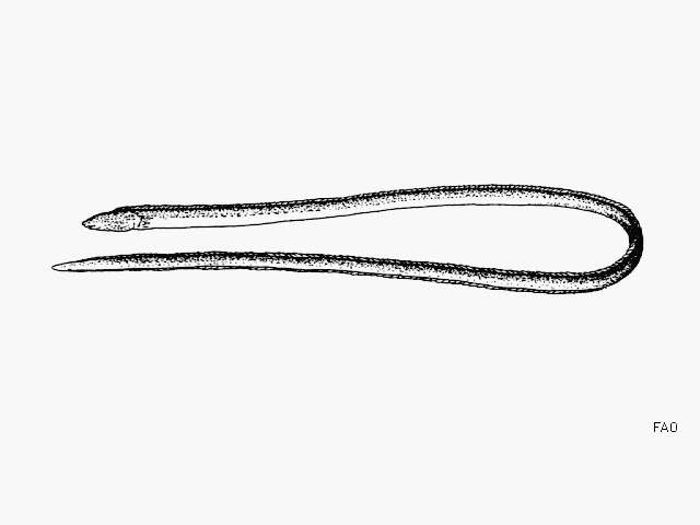 Image of Round sand-eel
