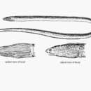 Image of Panama sand eel