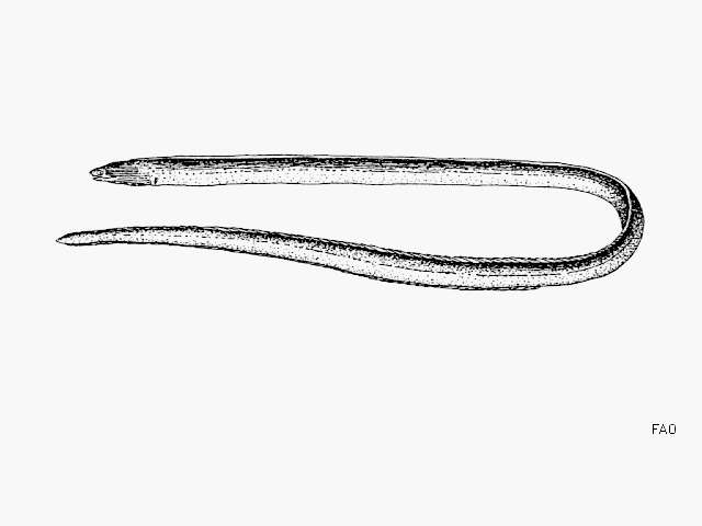 Image of Panama sand eel