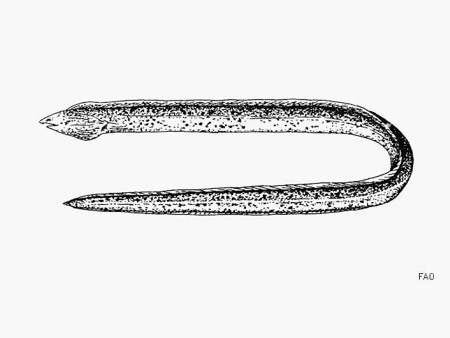 Image of Sandy ridgefin eel