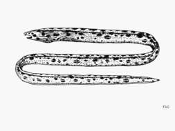 Image of Spotted ridgefin eel