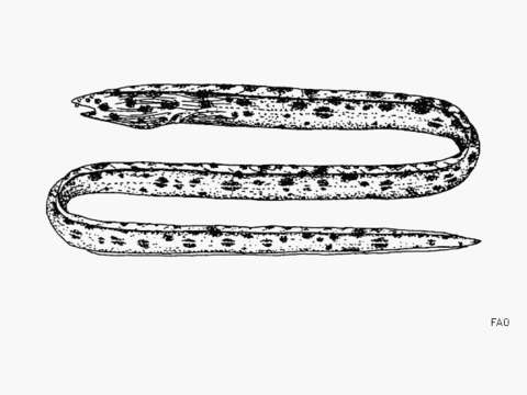 Image of Spotted ridgefin eel