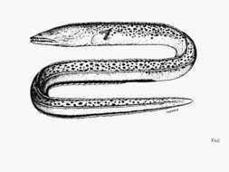 Image of Fangjaw eel