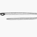 Image of Slender worm-eel