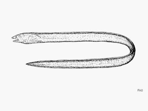 Image of Leuropharus